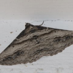 Syneora euboliaria (Boarmiini, Geometer moth) at Higgins, ACT - 12 Mar 2018 by Alison Milton