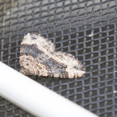 Epyaxa sodaliata (Sodaliata Moth, Clover Moth) at Higgins, ACT - 11 Mar 2018 by AlisonMilton