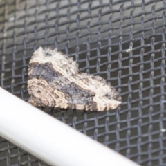 Epyaxa sodaliata (Sodaliata Moth, Clover Moth) at Higgins, ACT - 11 Mar 2018 by Alison Milton