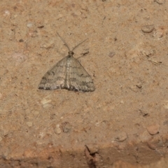 Scopula rubraria (Reddish Wave, Plantain Moth) at Higgins, ACT - 12 Mar 2018 by AlisonMilton