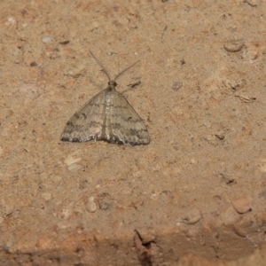 Scopula rubraria at Higgins, ACT - 12 Mar 2018 12:00 AM