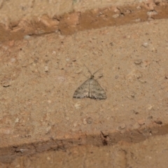 Scopula rubraria at Higgins, ACT - 12 Mar 2018 12:00 AM