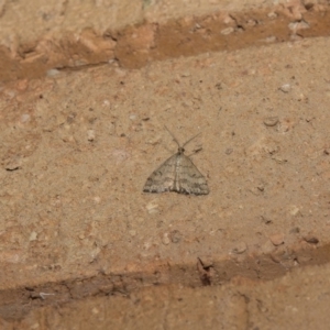 Scopula rubraria at Higgins, ACT - 12 Mar 2018 12:00 AM