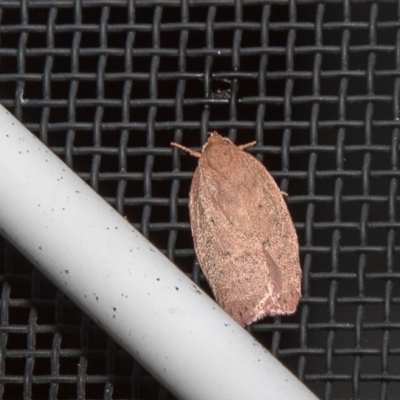 Garrha leucerythra (A concealer moth) at Higgins, ACT - 11 Mar 2018 by Alison Milton