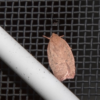 Garrha leucerythra (A concealer moth) at Higgins, ACT - 12 Mar 2018 by AlisonMilton