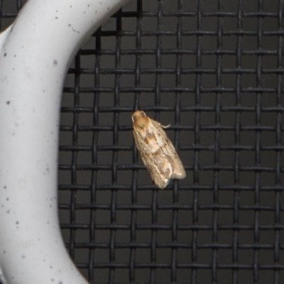 Tortricinae (subfamily) (A tortrix moth) at Higgins, ACT - 11 Mar 2018 by Alison Milton