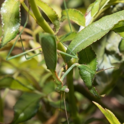 Pseudomantis albofimbriata (False garden mantis) at Higgins, ACT - 12 Mar 2018 by AlisonMilton