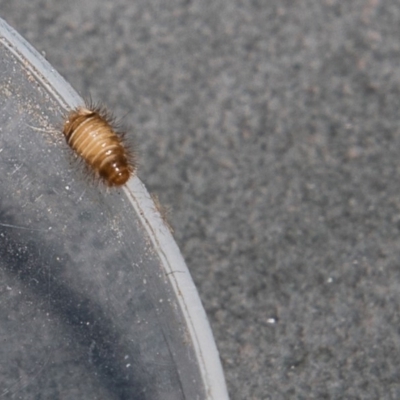 Dermestidae sp. (family) (Dermestid, carpet or hide beetles) at Higgins, ACT - 11 Mar 2018 by AlisonMilton