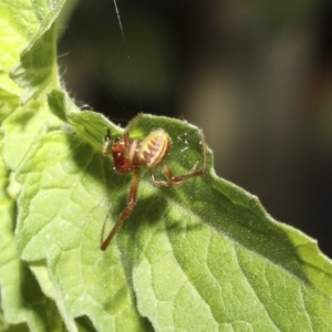 Phonognatha graeffei at Higgins, ACT - 9 Mar 2018