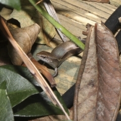 Lampropholis delicata (Delicate Skink) at Higgins, ACT - 8 Mar 2018 by AlisonMilton