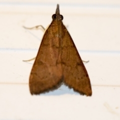 Uresiphita ornithopteralis (Tree Lucerne Moth) at Higgins, ACT - 5 Mar 2018 by AlisonMilton