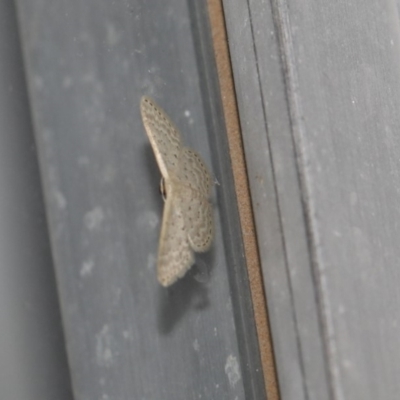 Idaea philocosma (Flecked Wave) at Higgins, ACT - 1 Mar 2018 by AlisonMilton