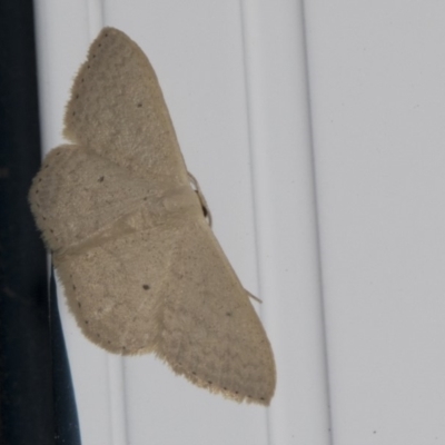 Scopula optivata (Varied Wave) at Higgins, ACT - 27 Feb 2018 by AlisonMilton