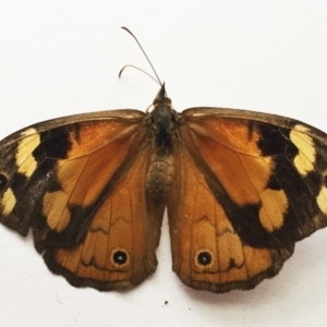 Heteronympha merope at Hughes, ACT - 12 Mar 2018 12:00 AM