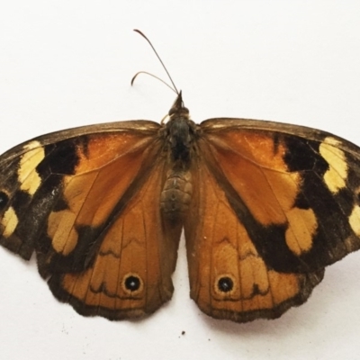 Heteronympha merope (Common Brown Butterfly) at Hughes Garran Woodland - 11 Mar 2018 by ruthkerruish
