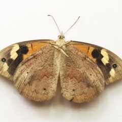 Heteronympha merope at Hughes, ACT - 12 Mar 2018 12:00 AM