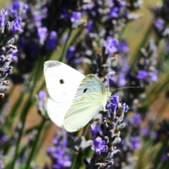 Pieris rapae (Cabbage White) at Hughes, ACT - 24 Dec 2012 by ruthkerruish