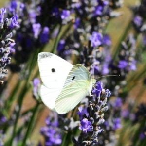 Pieris rapae at Hughes, ACT - 25 Dec 2012