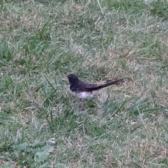 Rhipidura leucophrys (Willie Wagtail) at Yarralumla, ACT - 13 Mar 2018 by Mike