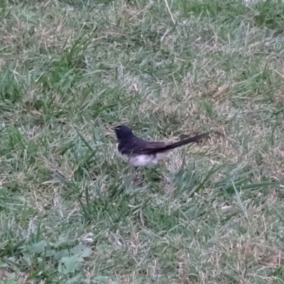 Rhipidura leucophrys (Willie Wagtail) at Yarralumla, ACT - 12 Mar 2018 by Mike