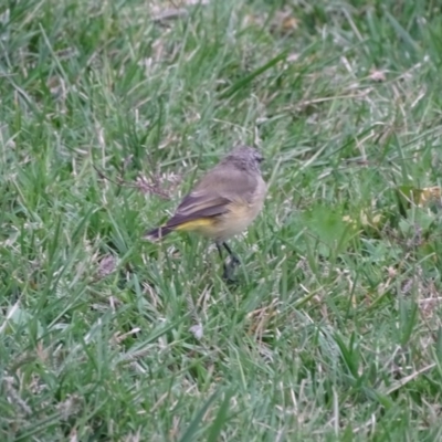 Acanthiza chrysorrhoa (Yellow-rumped Thornbill) at Yarralumla, ACT - 13 Mar 2018 by Mike