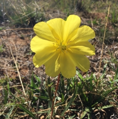 Oenothera stricta subsp. stricta (Common Evening Primrose) at Hume, ACT - 10 Mar 2018 by Speedsta