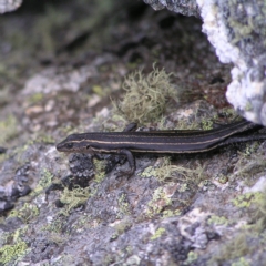 Pseudemoia spenceri (Spencer's Skink) at Cotter River, ACT - 12 Mar 2018 by MatthewFrawley