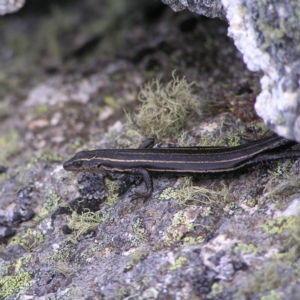 Pseudemoia spenceri at Cotter River, ACT - 12 Mar 2018