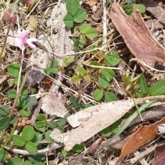 Pullenia gunnii (A Tick-Trefoil) at MTR591 at Gundaroo - 13 Mar 2018 by MaartjeSevenster