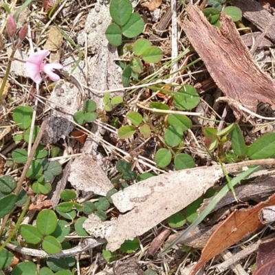 Pullenia gunnii (A Tick-Trefoil) at MTR591 at Gundaroo - 13 Mar 2018 by MaartjeSevenster