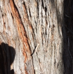 Eucalyptus macrorhyncha (Red Stringybark) at Captains Flat, NSW - 12 Mar 2018 by alexwatt