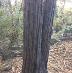Eucalyptus macrorhyncha at Captains Flat, NSW - 12 Mar 2018 10:10 AM