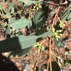 Eucalyptus macrorhyncha at Captains Flat, NSW - 12 Mar 2018
