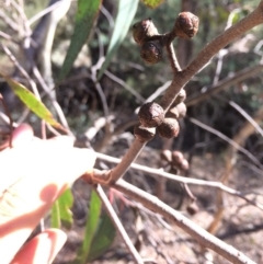 Eucalyptus macrorhyncha at Captains Flat, NSW - 12 Mar 2018