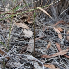 Speculantha rubescens (Blushing Tiny Greenhood) at Cook, ACT - 13 Mar 2018 by CathB