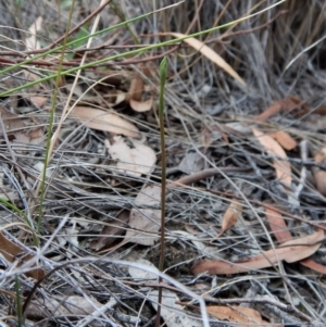 Speculantha rubescens at Cook, ACT - 13 Mar 2018