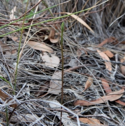 Speculantha rubescens (Blushing Tiny Greenhood) at Cook, ACT - 13 Mar 2018 by CathB