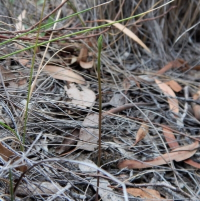 Speculantha rubescens (Blushing Tiny Greenhood) at Mount Painter - 12 Mar 2018 by CathB