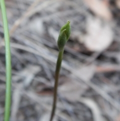 Speculantha rubescens at Cook, ACT - suppressed