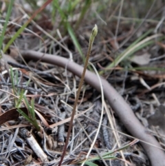 Eriochilus cucullatus (Parson's Bands) at Mount Painter - 12 Mar 2018 by CathB