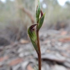 Speculantha rubescens (Blushing Tiny Greenhood) at Aranda, ACT - 12 Mar 2018 by CathB