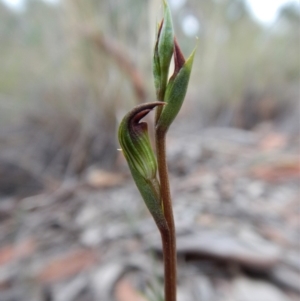 Speculantha rubescens at Aranda, ACT - suppressed