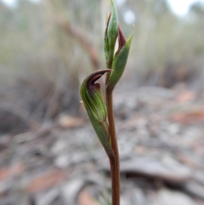Speculantha rubescens (Blushing Tiny Greenhood) at Aranda, ACT - 13 Mar 2018 by CathB
