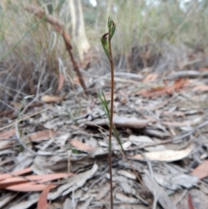 Speculantha rubescens at Aranda, ACT - 13 Mar 2018