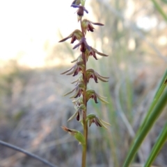 Corunastylis clivicola (Rufous midge orchid) at Cook, ACT - 11 Mar 2018 by CathB