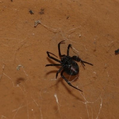 Latrodectus hasselti (Redback Spider) at Higgins, ACT - 13 Mar 2018 by Alison Milton