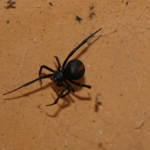 Latrodectus hasselti at Higgins, ACT - 13 Mar 2018