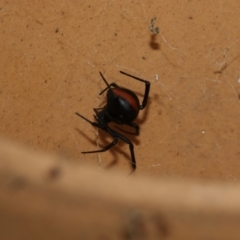 Latrodectus hasselti at Higgins, ACT - 13 Mar 2018