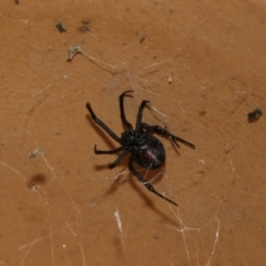 Latrodectus hasselti at Higgins, ACT - 13 Mar 2018