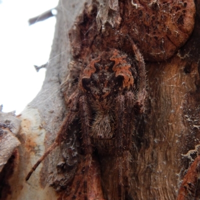 Socca pustulosa (Knobbled Orbweaver) at Aranda, ACT - 12 Mar 2018 by CathB